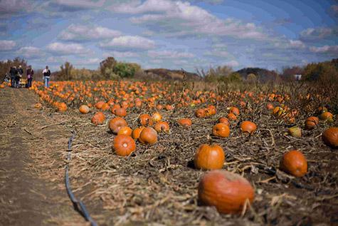 Pumpkin patch